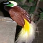 image of bird