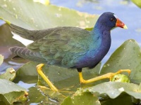 image of european_gallinule #3