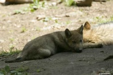 image of timber_wolf