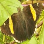 image of banded_butterfly #150