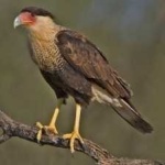 image of bird