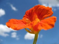 image of flower