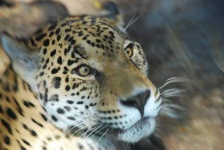 image of jaguar_car