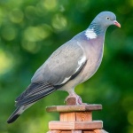 image of dove