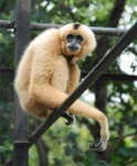 image of gibbon