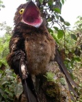 image of potoo