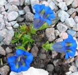 image of flower