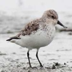 image of bird
