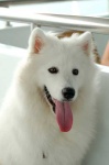 image of samoyed #10