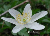 image of flower