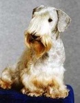 image of sealyham_terrier #13