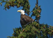 image of bald_eagle