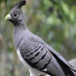 image of bird