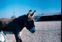 image of animal