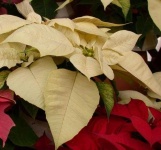 image of poinsettia #30