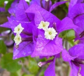 image of bougainvillea #20