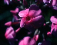 image of flower