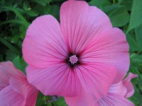 image of flower