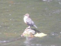 image of water_ouzel