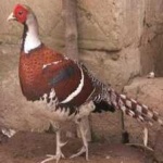 image of bird