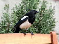 image of magpie