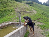 image of entlebucher
