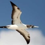 image of bird