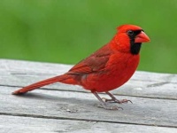 image of cardinal