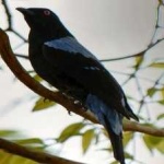 image of bird
