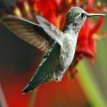 image of bird