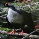 image of bird