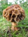 image of gyromitra