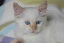 image of animal