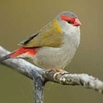 image of bird