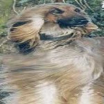 image of animal