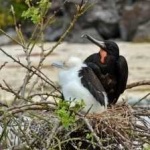 image of bird