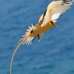 image of bird