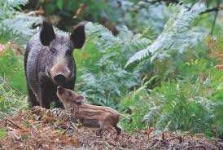 image of boar #35