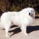 image of animal