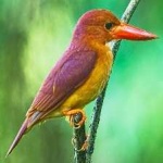 image of bird