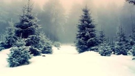 image of snowy
