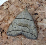 image of animal