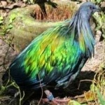 image of bird