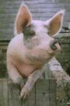 image of hog