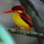 image of rufous_kingfisher #34