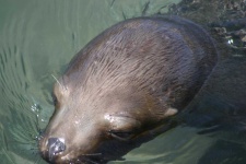 image of sea_lion
