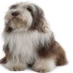 image of bearded_collie #6