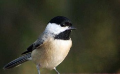 image of chickadee
