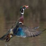 image of wood_duck #34