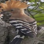 image of bird